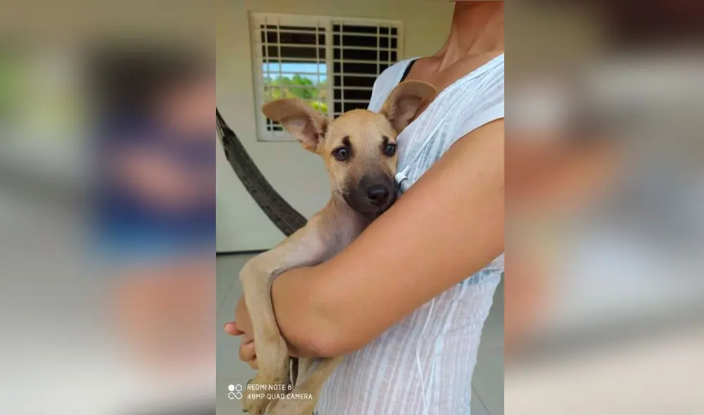 Desliza las imágenes para conocer el conmovedor gesto que tuvo una mujer al ayudar a un pequeño perro de la calle. Foto: Facebook