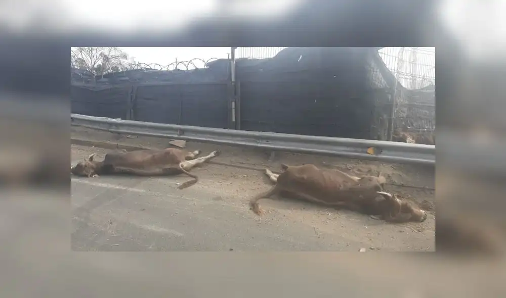 Animales muertos y vivos fueron retirados por la propia compañía que los trasladaba, mientras que el chofer y el camión fueron llevados a la comisaría de Monterrico. (Foto: Municipalidad de Surco)