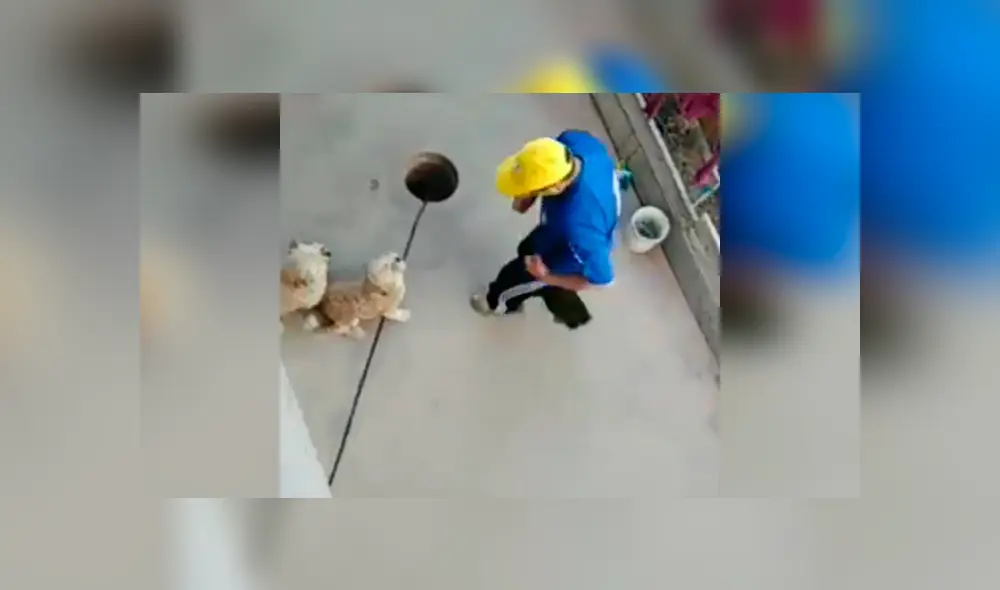 Desliza las imágenes para observar el amoroso momento entre un señor junto a las mascotas de su hija. Foto: Captura. Desliza las imágenes para observar el amoroso momento entre un señor junto a las mascotas de su hija. Foto: Captura.