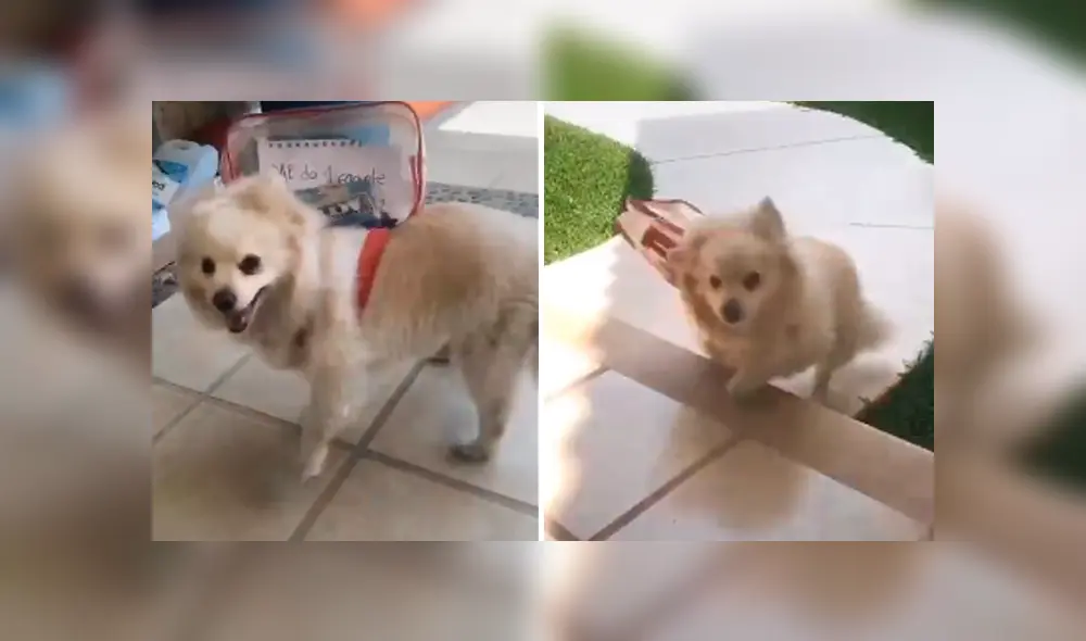 Desliza las imágenes hacia la izquierda para apreciar la conmovedora acción de un perro al obedecer a su dueña.