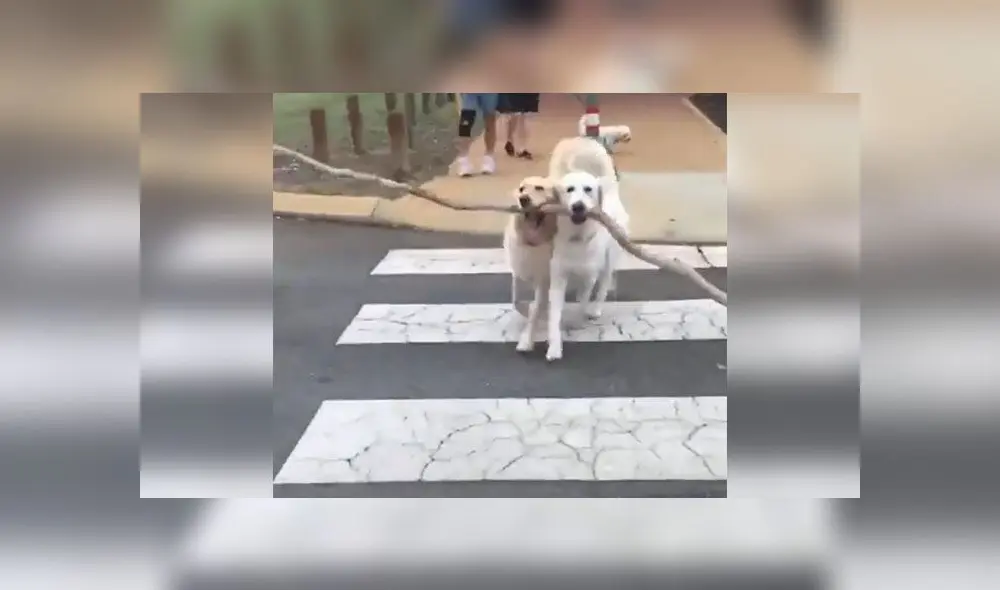Desliza para conocer a estos dos perritos que lograron levantar una enorme rama y llevársela a su dueña. Foto: Captura