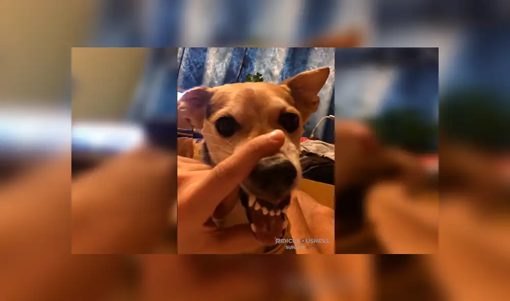 En Facebook, un joven agarró el hocico de su perro para hacer que ‘hable’ y el resultado hizo reír a miles. En Facebook, un joven agarró el hocico de su perro para hacer que ‘hable’ y el resultado hizo reír a miles.