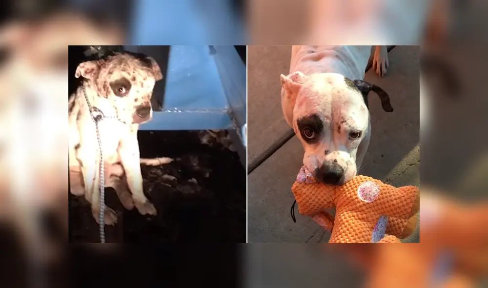 El can fue rescatado de las calles y poco a poco fue adaptándose a estar junto a personas y otros animales. Foto: Facebook El can fue rescatado de las calles y poco a poco fue adaptándose a estar junto a personas y otros animales. Foto: Facebook