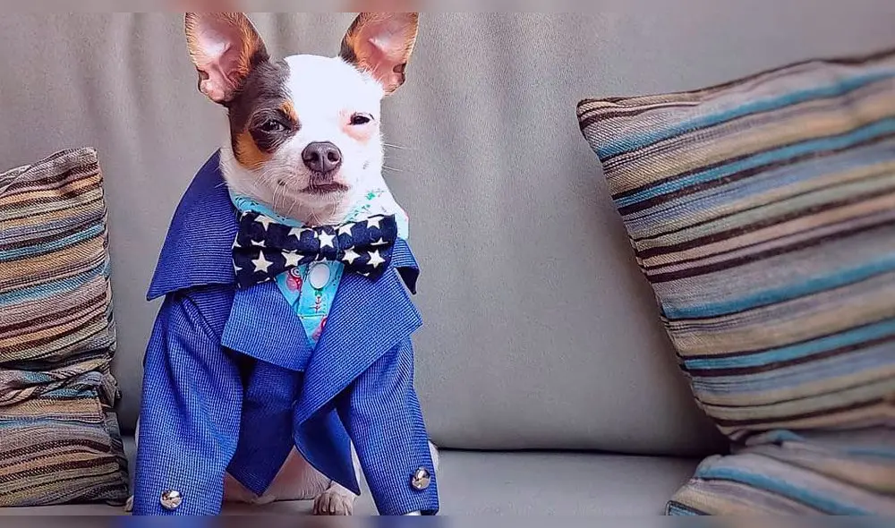 A la tierna chihuahua le encantan las fotos y no pierde la oportunidad de lucir sus delicados trajes. Foto: Instagram A la tierna chihuahua le encantan las fotos y no pierde la oportunidad de lucir sus delicados trajes. Foto: Instagram