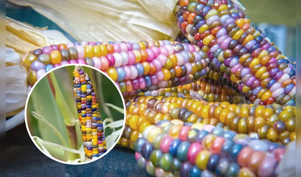 Foto: composición LR/Rural Sprout/Facebook