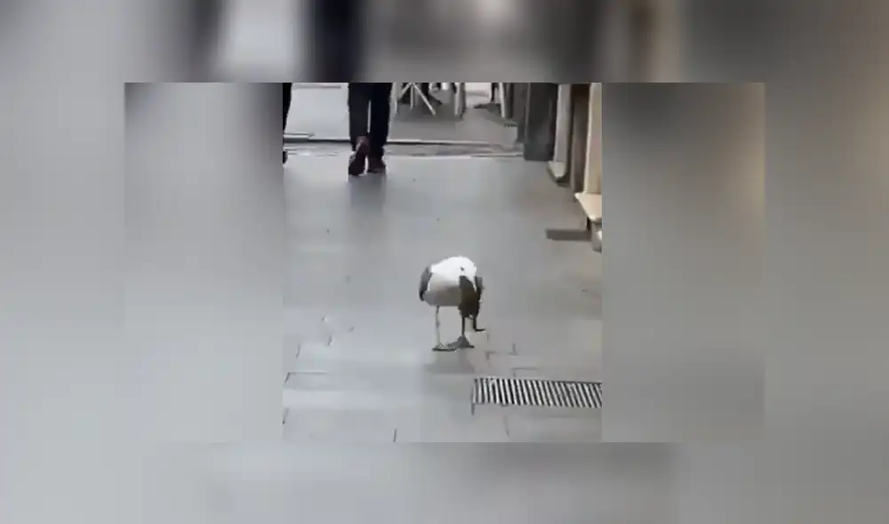 Se hizo viral una sorprendente escena en la que una gaviota devora a una rata. Foto: Facebook Se hizo viral una sorprendente escena en la que una gaviota devora a una rata. Foto: Facebook