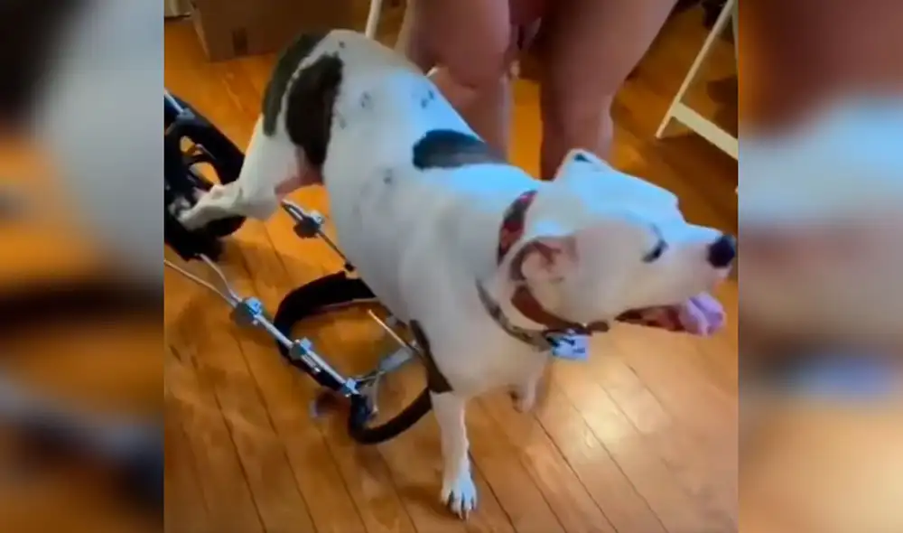 Desliza las imágenes para ver la conmovedora reacción de un perro con discapacidad al tener su nueva silla de ruedas. Foto: captura de Facebook