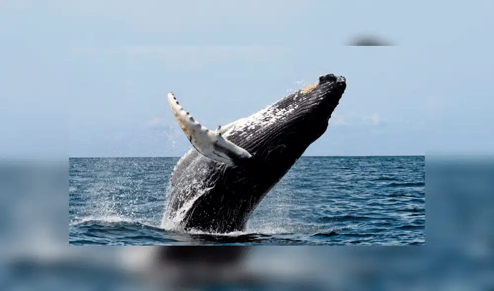 Mueren dos ballenas en playas de Brasil durante temporada de avistamiento Mueren dos ballenas en playas de Brasil durante temporada de avistamiento