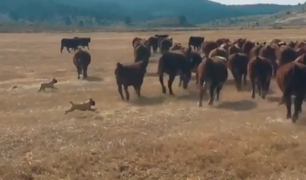 Ambos canes imitaron a unos border collie, conocidos por ser perros pastores. Foto: Sara Jena Wedel / YouTube