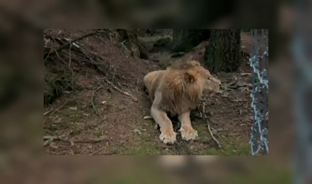 El video viral de Facebook registró el momento en que un grupo de expertos en la caza luchan para atrapar a un feroz león. El video viral de Facebook registró el momento en que un grupo de expertos en la caza luchan para atrapar a un feroz león.