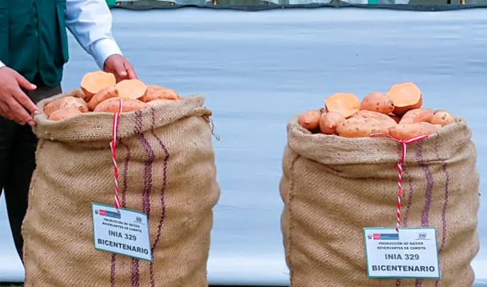 Camote bicentenario Camote bicentenario