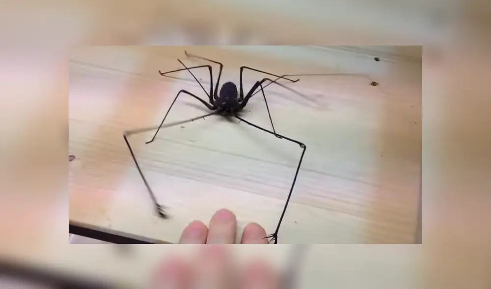 YouTube viral: joven se topa con extraña criatura arácnida, intenta tocarla y esta tiene increíble reacción YouTube viral: joven se topa con extraña criatura arácnida, intenta tocarla y esta tiene increíble reacción