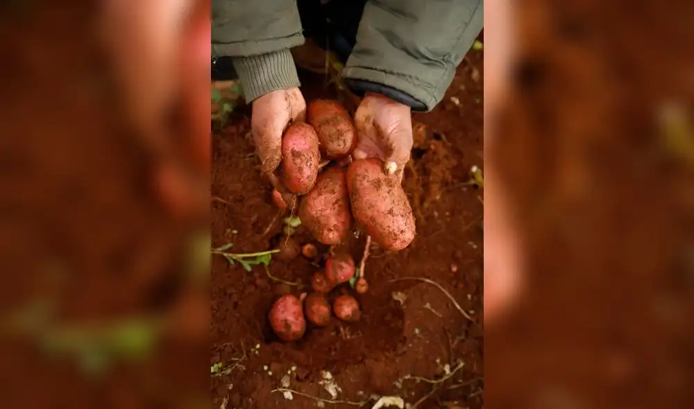 Plantean exportación de papa ante sobreoferta local