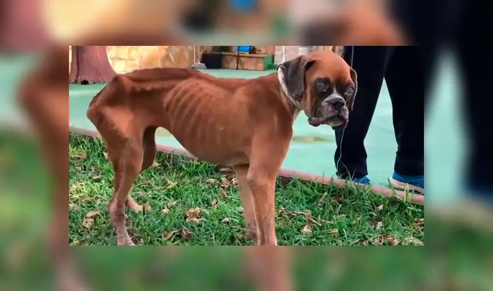 Facebook: perrita desnutrida estuvo a punto de morir hasta que un ‘ángel’ la rescató y ahora luce así [VIDEO]