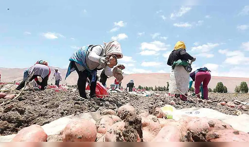 valle de tambo. Agricultores temen que actividad minera dañe sus campos o agua con la contaminación. No quieren Tía María. valle de tambo. Agricultores temen que actividad minera dañe sus campos o agua con la contaminación. No quieren Tía María.