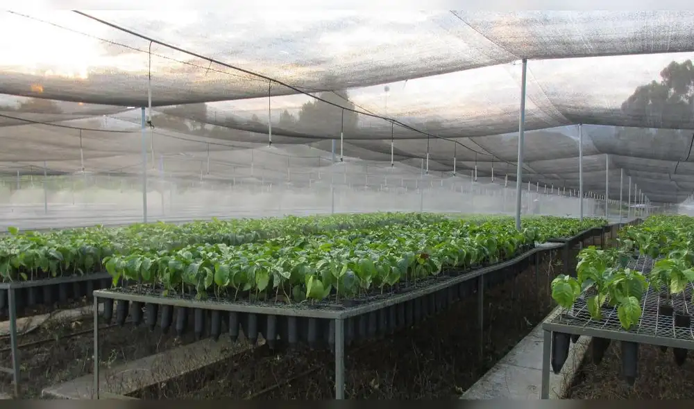 Instalan cerca de 200 hectáreas con café de alta calidad y resistente a la roya