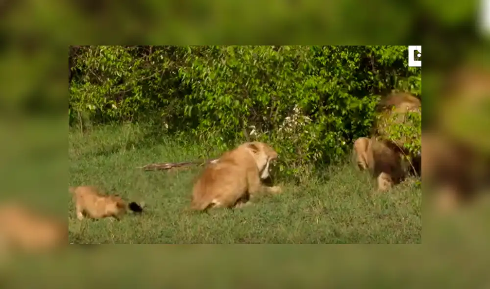 El pequeño león intentó imitar a un felino y terminó por despertar al líder de la manada.. Foto: captura. El pequeño león intentó imitar a un felino y terminó por despertar al líder de la manada.. Foto: captura.