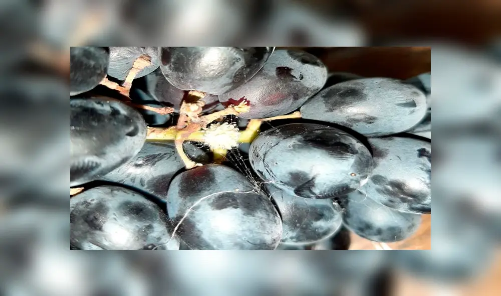 Mujer queda en shock al encontrar una araña viuda marrón y sus huevos escondidos en las uvas [FOTOS] 