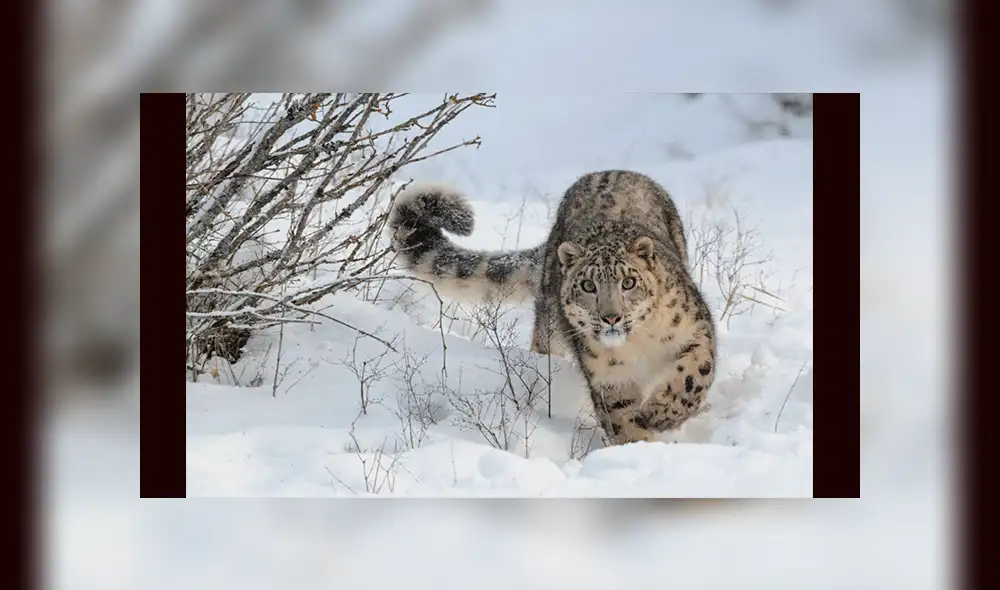 Facebook: el reto del leopardo, un viral que muy pocos han podido resolver [FOTO]