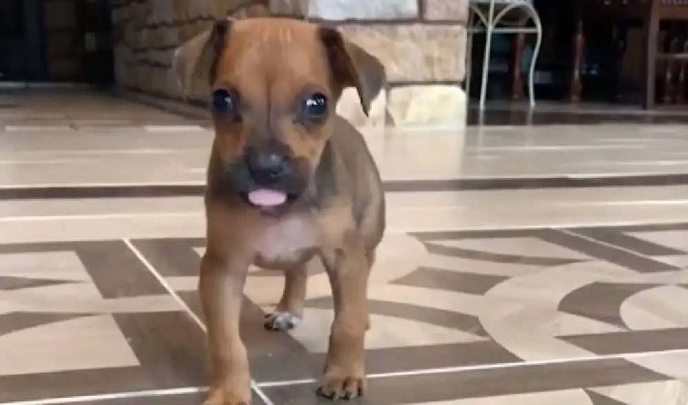 Luna y Zeus se convirtieron en mejores amigos en la guardería. Foto: Captura/Facebook