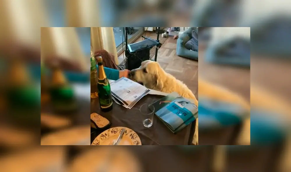 En Facebook, un perro se hizo de rogar por sus cuidadores y los sorprendió con sus movimientos. En Facebook, un perro se hizo de rogar por sus cuidadores y los sorprendió con sus movimientos.