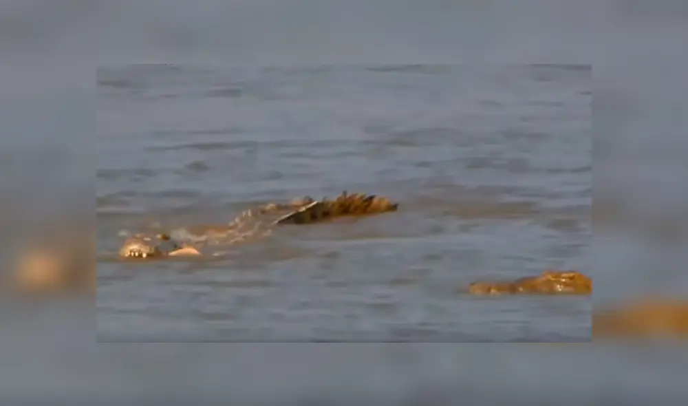 YouTube viral: cocodrilo pierde el hocico tras pelea brutal contra otro depredador en el río.