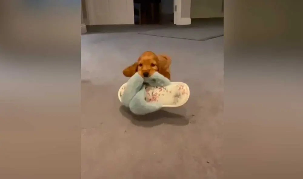 Desliza las imágenes para ver la curiosa escena que protagonizó este pequeño perro al escuchar que su dueña llegó a casa. Foto: captura de TikTok/@jessicathompson871 Desliza las imágenes para ver la curiosa escena que protagonizó este pequeño perro al escuchar que su dueña llegó a casa. Foto: captura de TikTok/@jessicathompson871