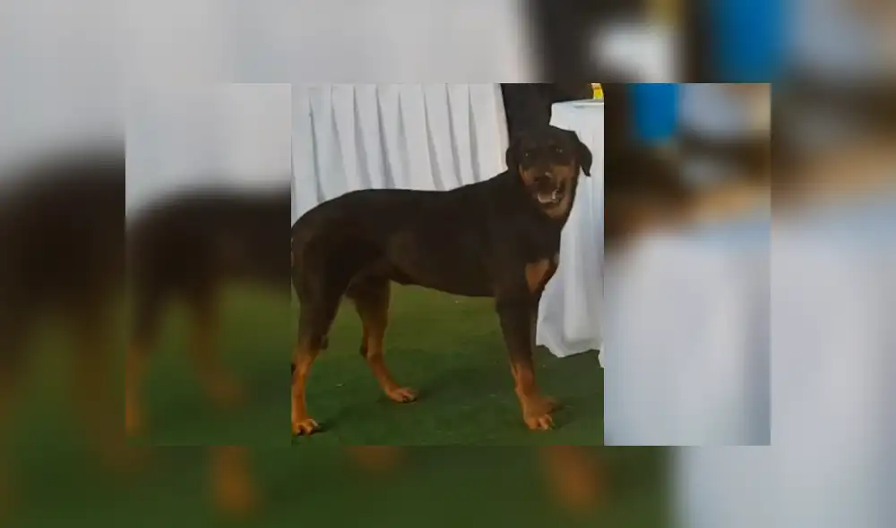 Facebook viral: Perro es protagonista del 'viral del día' al llevarse bocaditos de una boda en Chile [VIDEO]