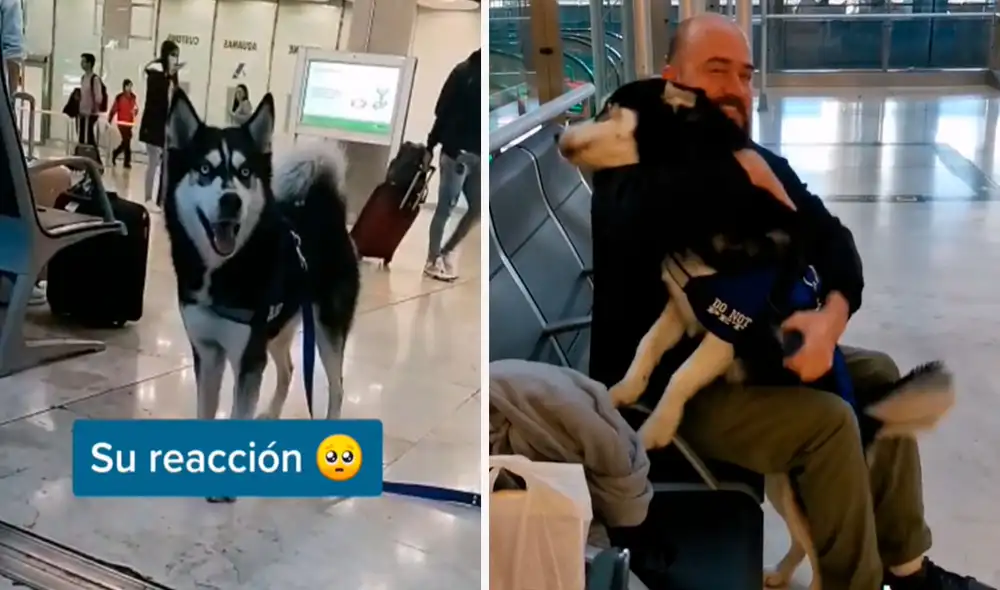 Pese a que estaban muy cerca, el can no reconoció a su dueño y se movió de un lado a otro para buscarlo. Foto: composición LR/TikTok/@paulandrea163 Pese a que estaban muy cerca, el can no reconoció a su dueño y se movió de un lado a otro para buscarlo. Foto: composición LR/TikTok/@paulandrea163