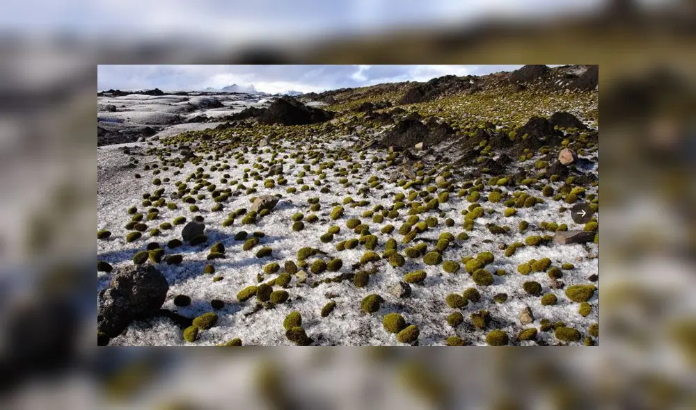 ratones glaciares ratones glaciares
