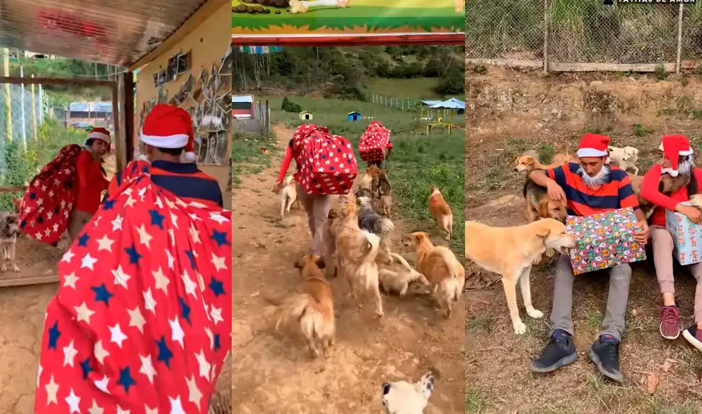 Desliza las imágenes para ver la emotiva escena que protagonizaron estos canes callejeros al recibir sus regalos de Navidad. Foto: captura de TikTok/Patitas de amor Desliza las imágenes para ver la emotiva escena que protagonizaron estos canes callejeros al recibir sus regalos de Navidad. Foto: captura de TikTok/Patitas de amor