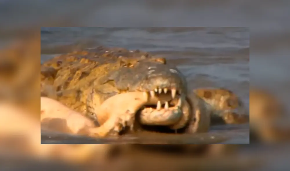 YouTube viral: cocodrilo pierde el hocico tras pelea brutal contra otro depredador en el río.