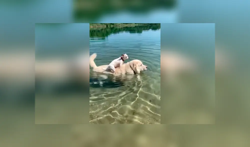 Desliza las imágenes hacia la izquierda para apreciar el noble gesto de un perro para ayudar a su ‘compañero’. Fotos: Captura.