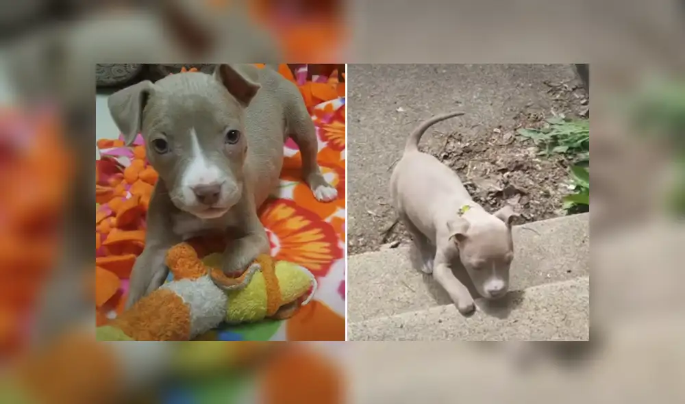 La perrita fue abandonada en la calle y un grupo de rescatistas la recogió. Foto: YouTube