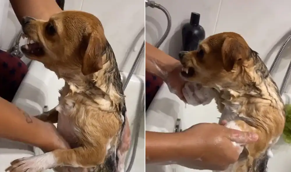 Desliza hacia la izquierda para ver más imágenes de esta graciosa escena que es viral en redes sociales. Foto: captura de TikTok