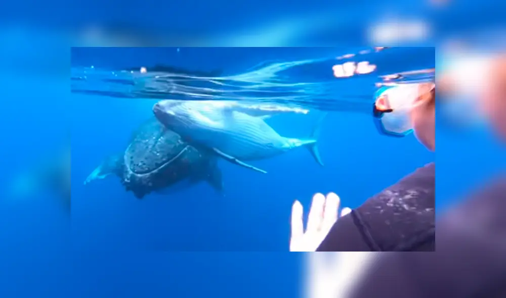 La cría también se acercó a dos delfines que nadaban cerca para jugar con ellos. Foto: captura. La cría también se acercó a dos delfines que nadaban cerca para jugar con ellos. Foto: captura.