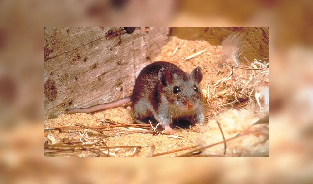 Los ratones suelen ser portadores del hantavirus. Foto: CDC.