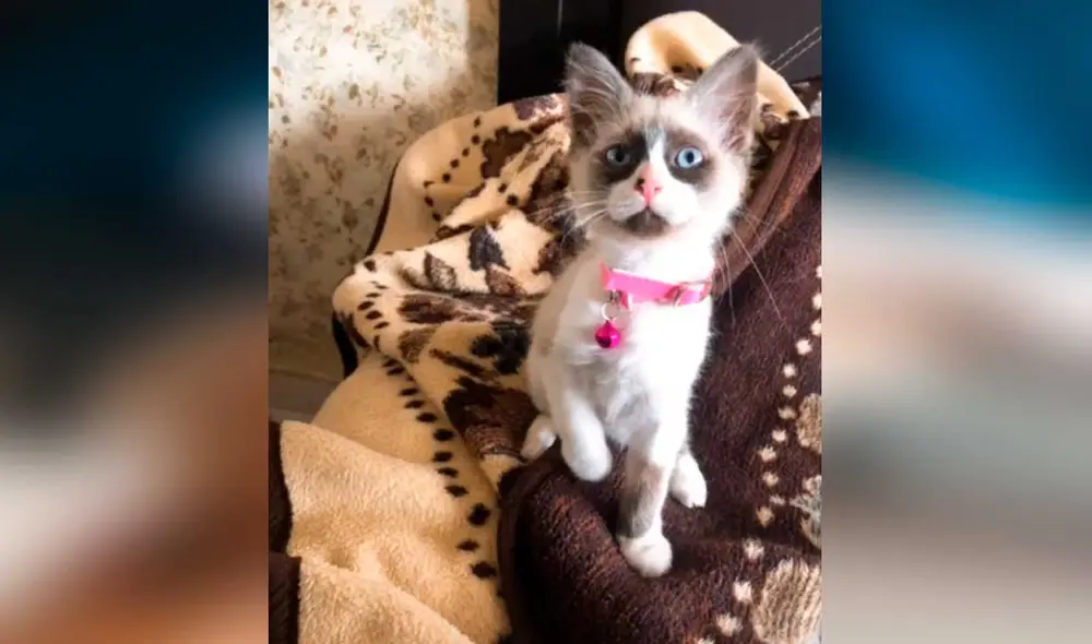 Desliza las imágenes para ver el gran cambio que experimentó este minino luego de ser adoptado por una solidaria joven. Foto: Captura de TikTok/dorismi18