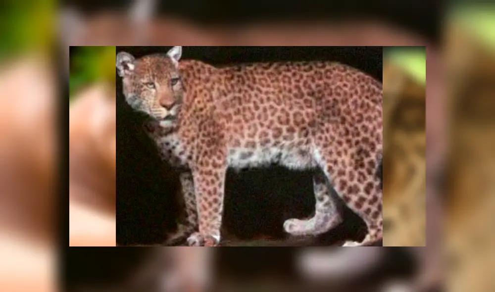 Desliza para ver el aspecto del pumapardo que sorprendió a todos en YouTube. Foto: Captura. Desliza para ver el aspecto del pumapardo que sorprendió a todos en YouTube. Foto: Captura.