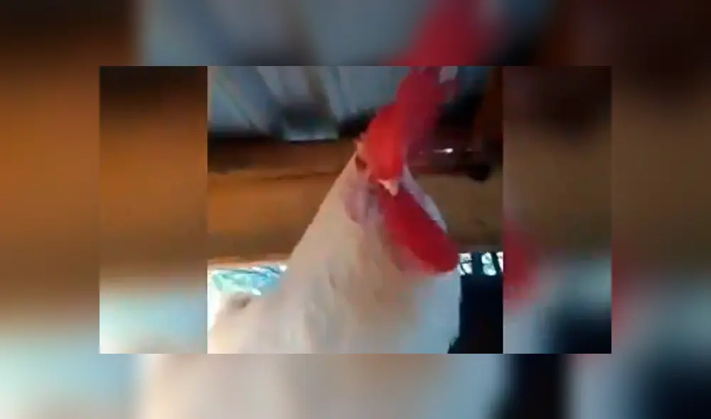 Facebook viral: Gallo se queda dormido y dueño aprovecha para vengarse de cruel forma [VIDEO] 
