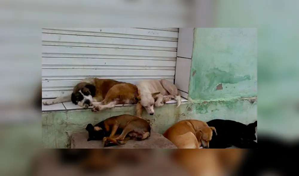 Alrededor de 17 millones entre perros y gatos viven en las calles mexicanas. (Foto: Internet)