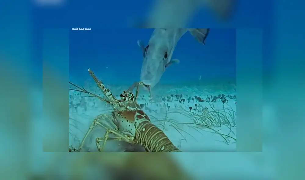 Una solitaria langosta se separó del grupo y ahora está en problemas. Foto: BBC Earth Una solitaria langosta se separó del grupo y ahora está en problemas. Foto: BBC Earth