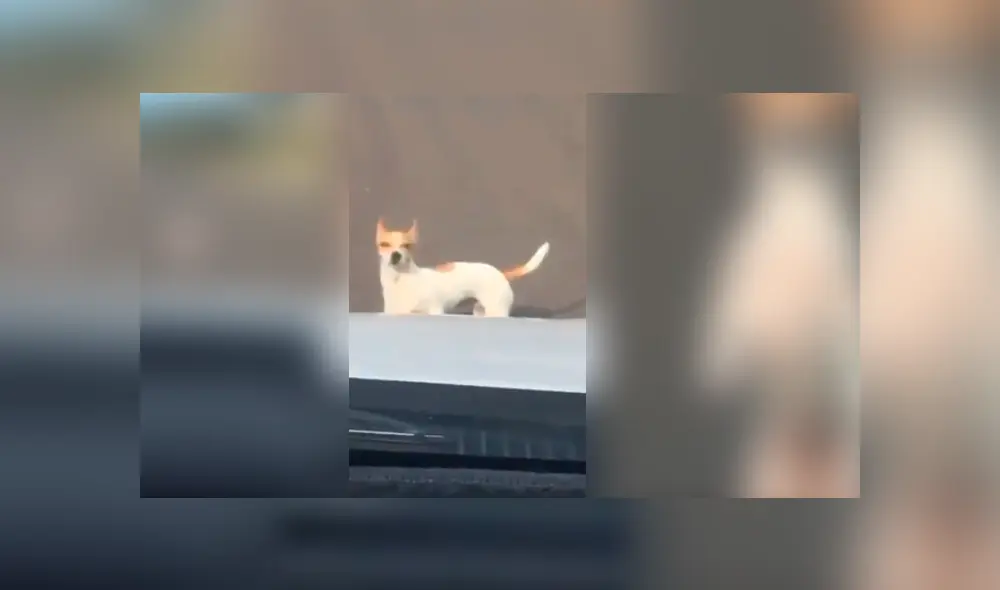 Desliza para ver los detalles del video viral de TikTok. Foto: Captura.