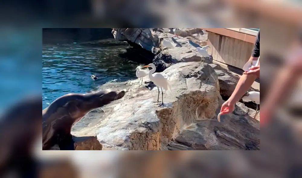 En YouTube, un turista se acercó al recinto de unos lobos marinos y no imaginó que tendría una divertida experiencia. En YouTube, un turista se acercó al recinto de unos lobos marinos y no imaginó que tendría una divertida experiencia.