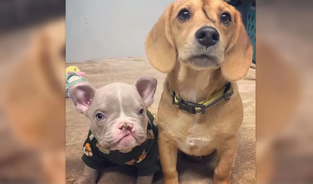 Narwhal perro unicornio Narwhal perro unicornio