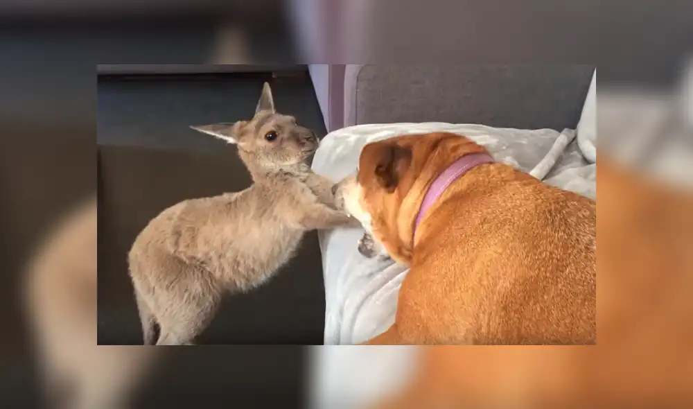 Facebook viral: Canguro bebé pelea con perro ‘dormilón’ por su cama y desenlace enternece a miles [VIDEO] 