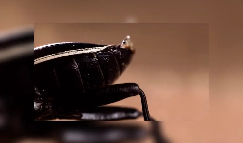 Desliza para ver los detalles del video viral publicado en YouTube. Foto: Captura. Desliza para ver los detalles del video viral publicado en YouTube. Foto: Captura.