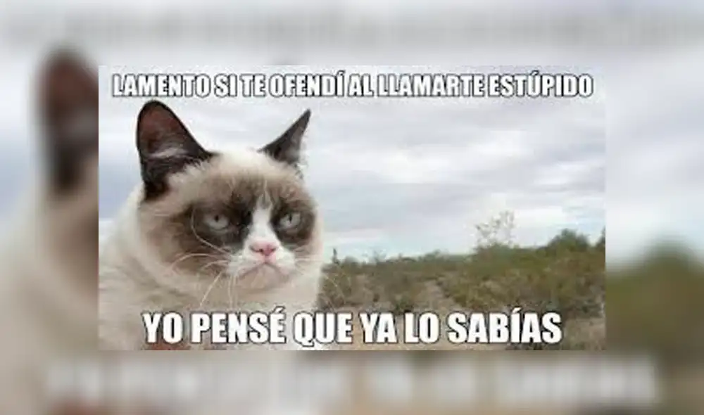 Facebook viral: miles lloran a Grumpy Cat, la gata más famosa del Internet, que acaba de morir [FOTOS]