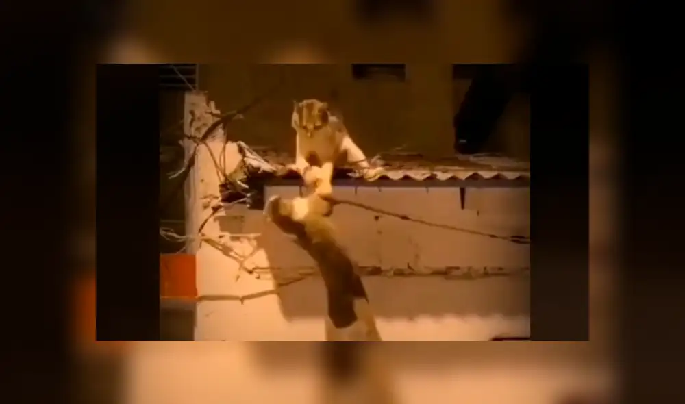 Ambos felinos luchaban por quedarse con el techo de una vivienda: Foto: andrewbarahona5 / TikTok