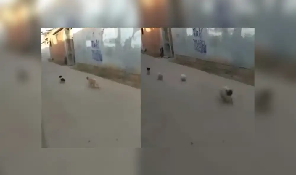 Video es viral en Facebook. El ‘pug’ jamás imaginó que el pequeño perro callejero que quería asustar regresaría con sus amigos y lo harían huir del miedo. Foto: Captura. Video es viral en Facebook. El ‘pug’ jamás imaginó que el pequeño perro callejero que quería asustar regresaría con sus amigos y lo harían huir del miedo. Foto: Captura.